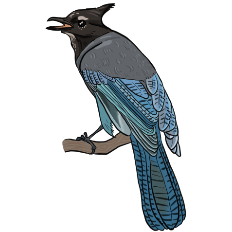Stellars Jay